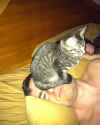cats-dont-give-a-fuck-about-your-personal-space.jpg