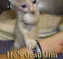 cat dead jim.jpg