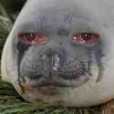 JUSTSeal.jpg