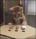 1509284144995.gif