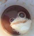 PepeWithCream.jpg