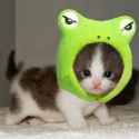 kittenfrog_400x400.jpg