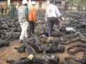 GENOCIDE IN AFRICA 2011.jpg