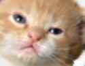 Well+this+is+the+most+pathetic+comments+section+I+ve+ever+_c7d1aeb9bbb1edbbfcd9540472792578.jpg