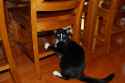 Image-1432374-230626898-3-WebLarge_0_412208207f5d6740218b3478f58229bd_1.jpg