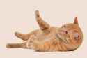 cat_PNG93.png