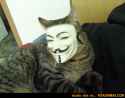 anoncat.jpg