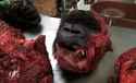 gorillahead.jpg