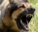 BARK BARK.jpg