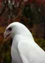 white eagle.png