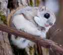 Japanese dwarf flying squirrel aka momo from samurai champloo.jpg