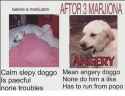 aftor3-mariona-before-a-marijuana-calm-slepy-doggo-mean-anger-2462492.png