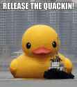 Release-The-Quackin-Funny-Duck-Meme-Image.jpg