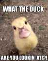 What-The-Duck-Are-You-Lookin-At-Funny-Duck-Meme.jpg