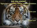tigre.jpg
