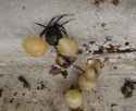 black_widow_nest.jpg
