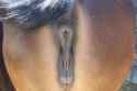 horse29.jpg