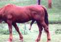 horse121.jpg