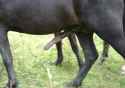 horse120.jpg