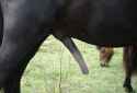 horse110.jpg