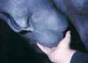 horse123.gif