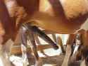 horse127.jpg