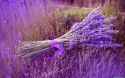 lavender.jpg