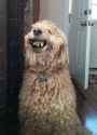 Happydoggyyoupy.jpg
