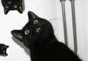 catception.jpg
