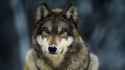gray-wolf-closeup.jpg.adapt.945.1.jpg