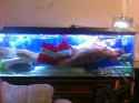Underwater+plank+best+plank+ever+fistank+plank_ffcf58_4068114.jpg