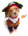 dog-halloween-costume-pirate-today.jpg
