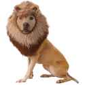 animal-planet-lion-dog-costume-bc-806293.jpg
