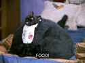 Paunchy Cat.jpg