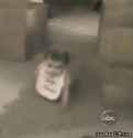 funny-gif-cat-jump-baby.gif