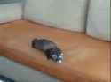 I+ve+never+played+D+amp+D+but+I+really+want+to+thing+_f104a51253aa2527bec3a4609d31bdef.gif