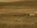 funny-gif-jungle-cheetah-hunting-human-running.gif