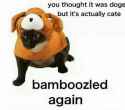 actuallycate.jpg