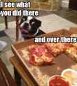 OC I see what you did there dog.jpg