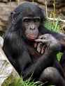chimpDM1604_228x304.jpg