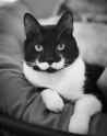 unique_cat_fur_2.jpg