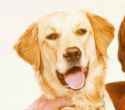 dogface.jpg