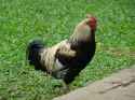 cock-66875_640.jpg