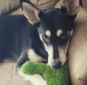 Dogge-1-1-2-1.jpg