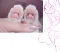 pinis.png
