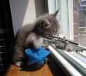 cat-sniper.jpg
