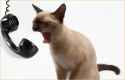 cat-on-phone.jpg