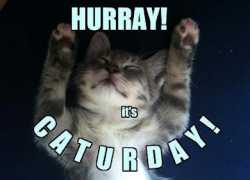 caturday.jpg