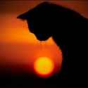 Cat silhouette against fiery sunset.jpg