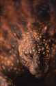1389451886.hibbary_leopardsmall.jpg